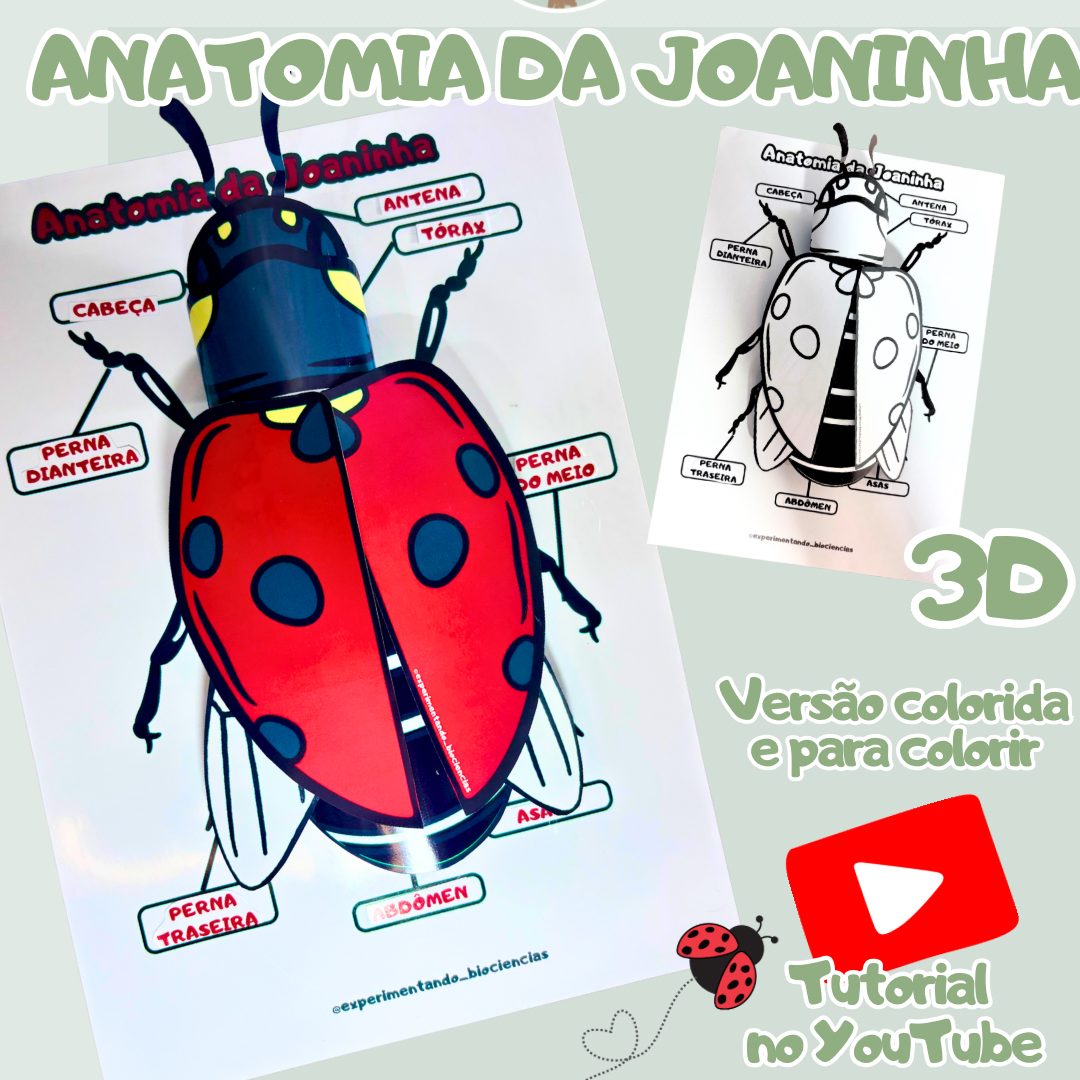 69-Joaninha anatomia 3D