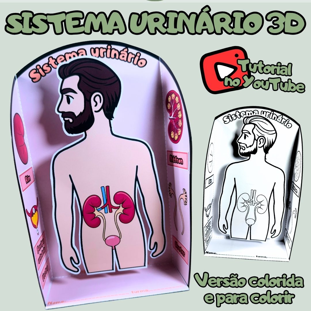 126-Sistema Urinário 3D