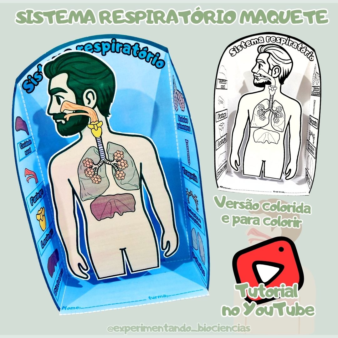 127-Sistema Respiratório 3D