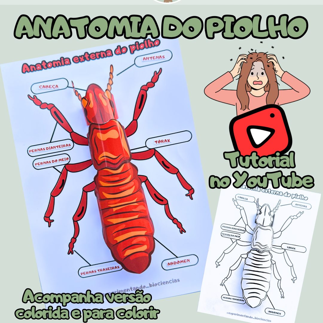 123-Piolho anatomia 3D