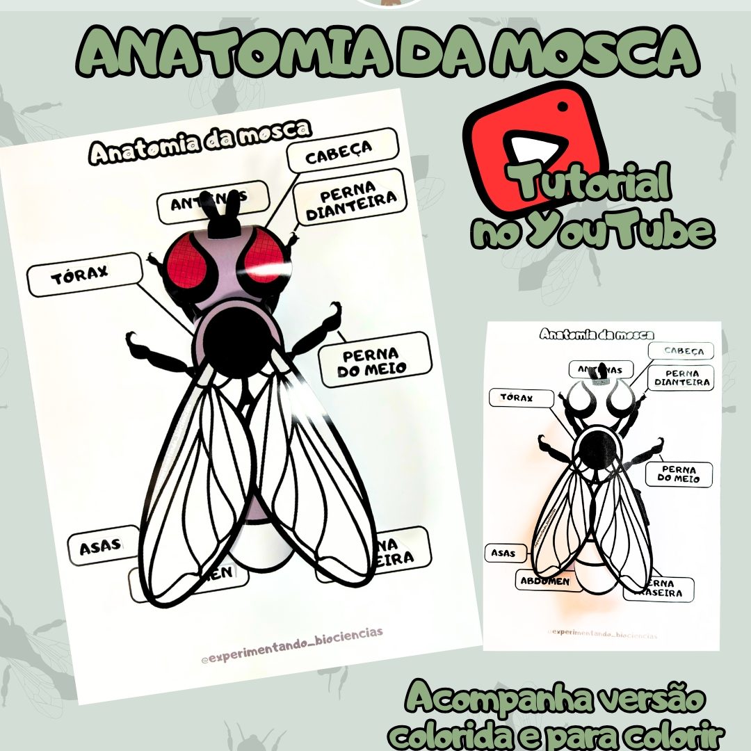 139-Mosca anatomia 3D