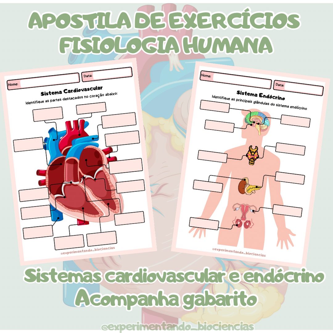 149-Exercícios fisiologia: Cardiovascular e endócrino