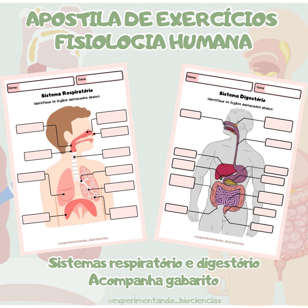 143-Exercícios fisiologia: Respiratório e digestório