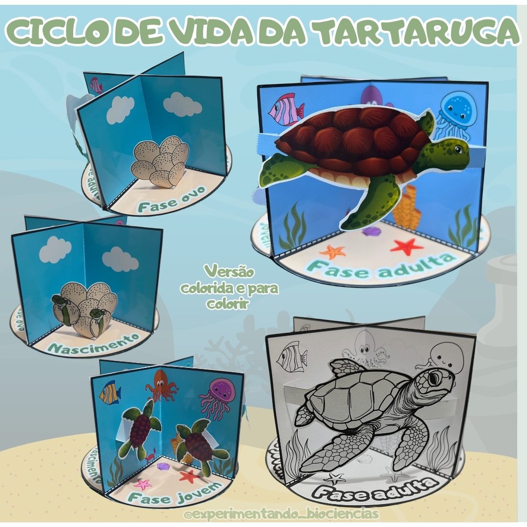 114-Ciclo de vida da tartaruga 3D