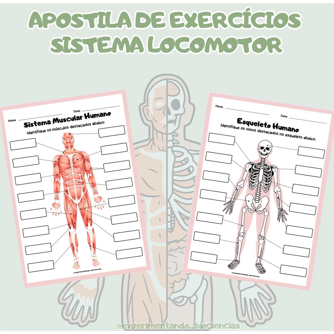 116-Apostila de exercício sistema locomotor