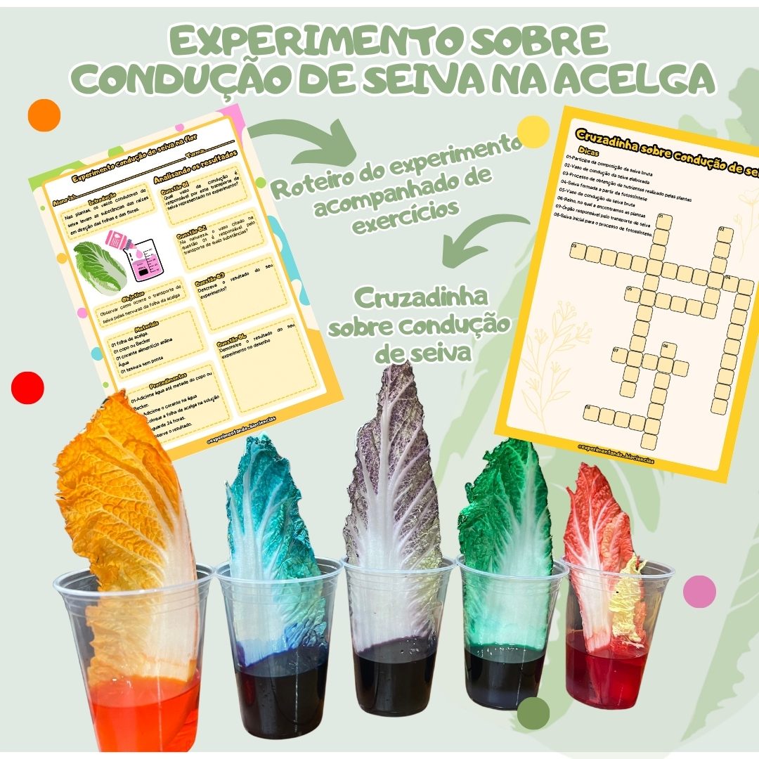 117-Experimento condução de seiva na acelga