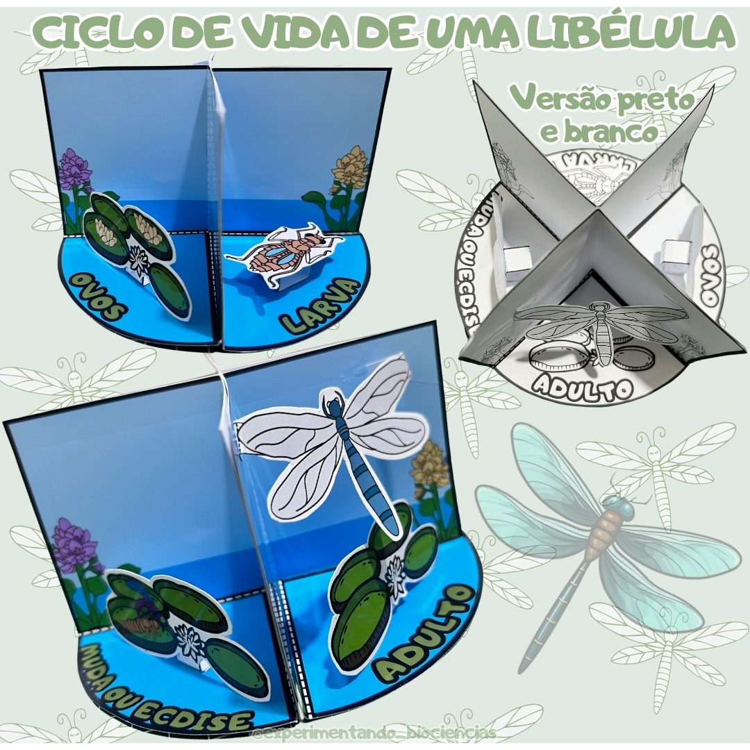 129-Ciclo de vida da libélula 3D