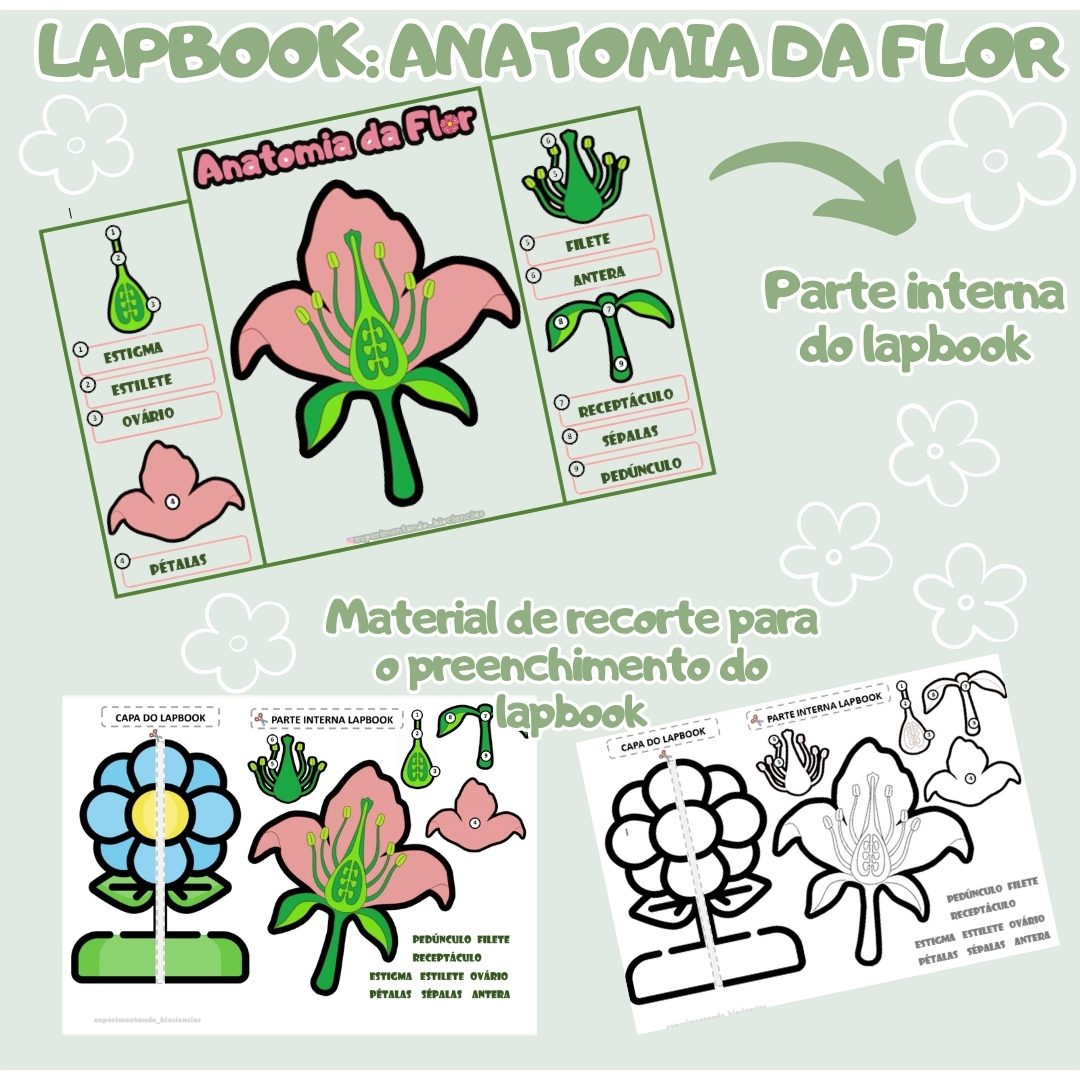 50-Lapbook anatomia da flor