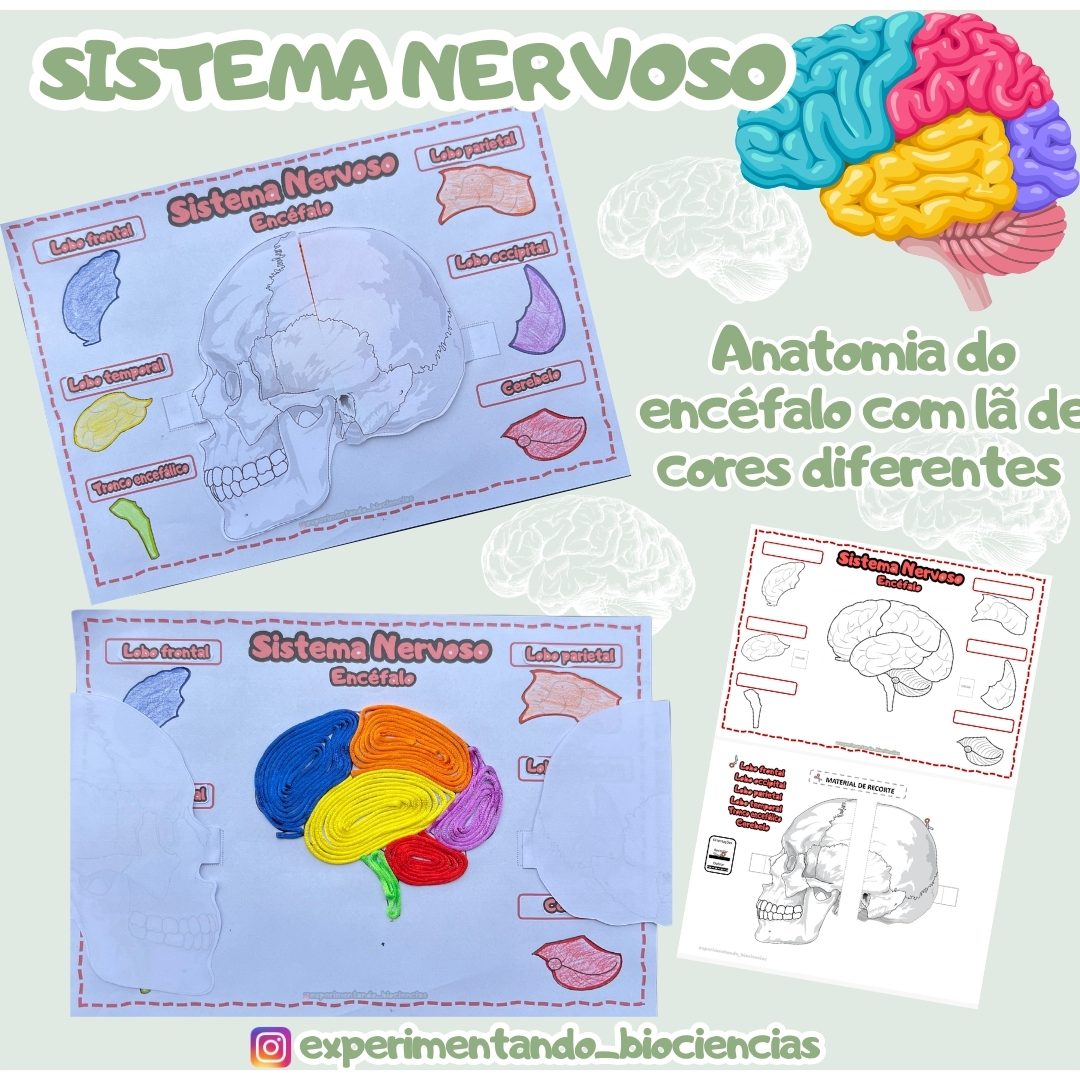 52-Sistema Nervoso