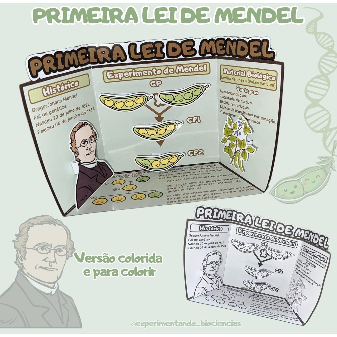 81-Primeira Lei de Mendel 3D