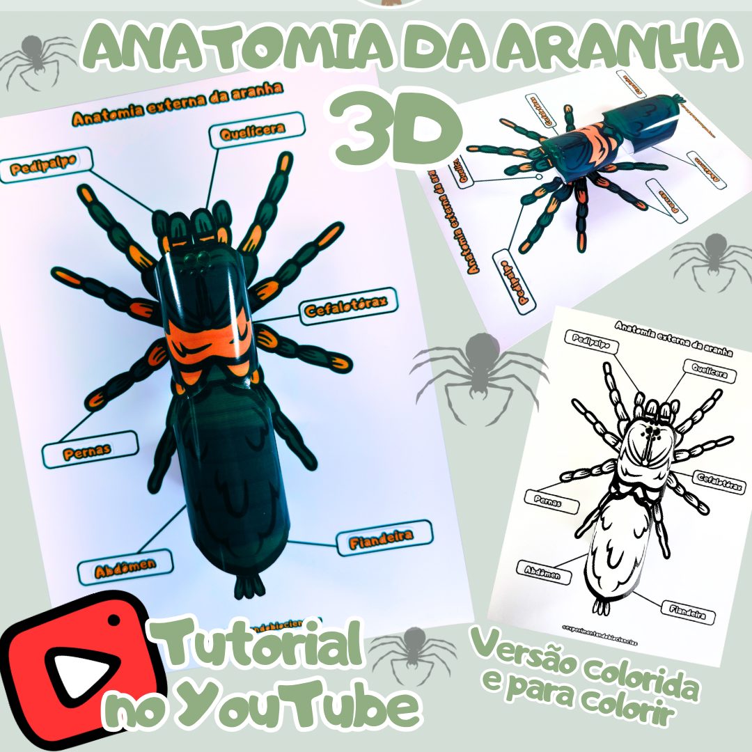 48-Aranha anatomia 3D