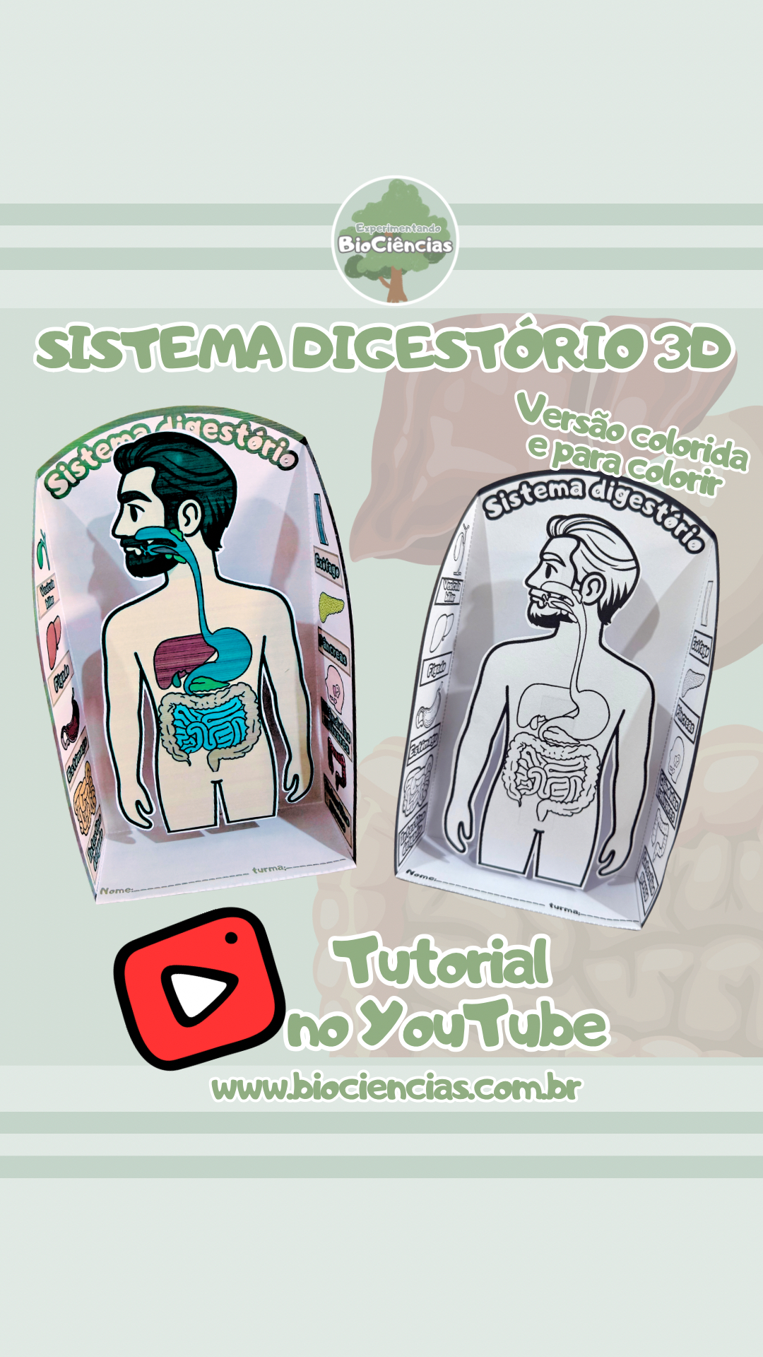 125-Sistema Digestório 3D – Experimentando BioCiências 125-Sistema Digestório 3D – Experimentando BioCiências