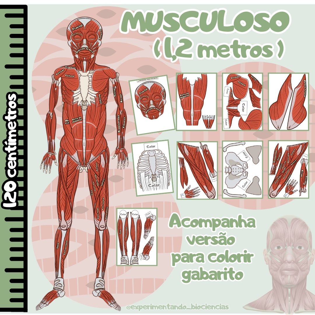 169-Musculoso 1,2 metros