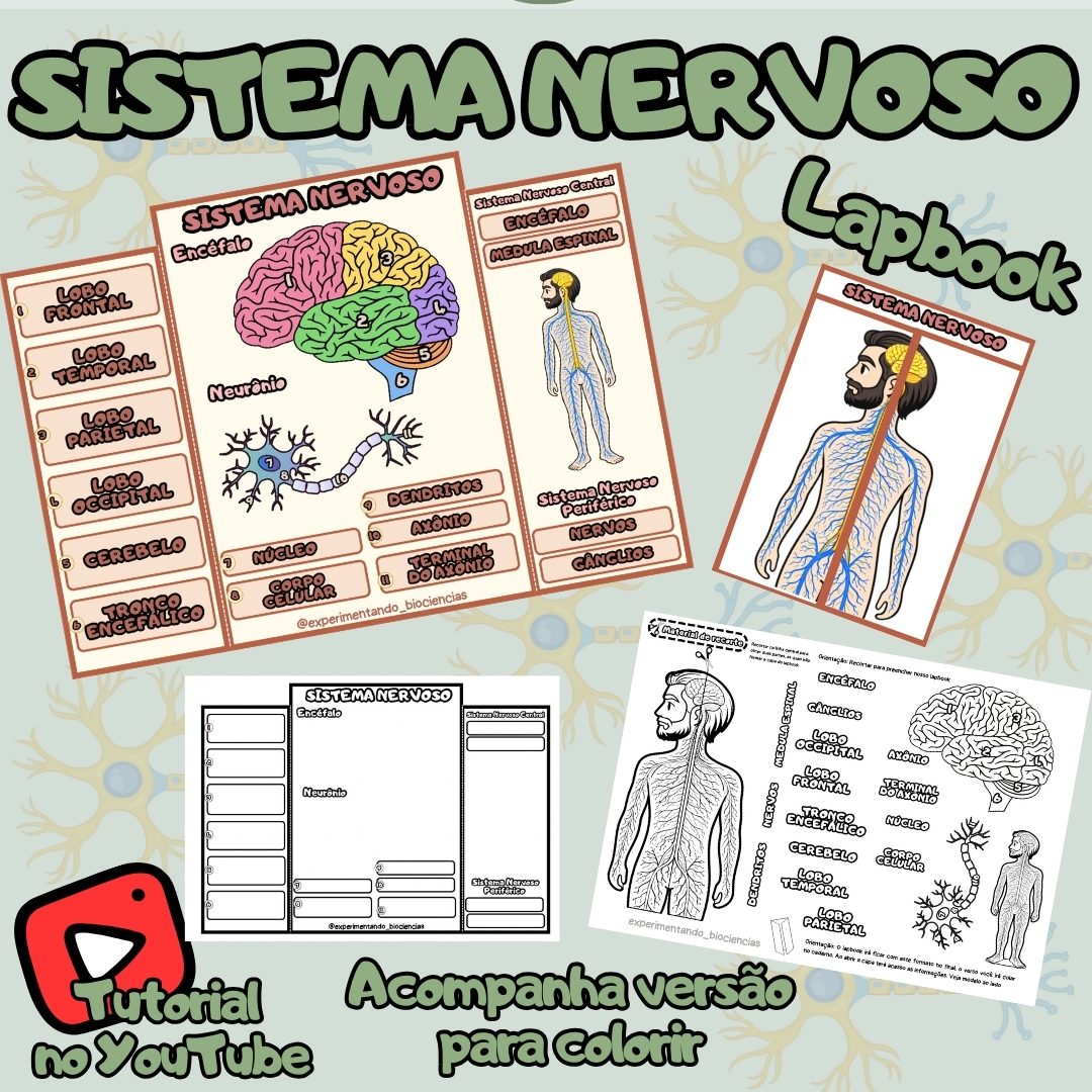 293-Sistema nervoso lapbook