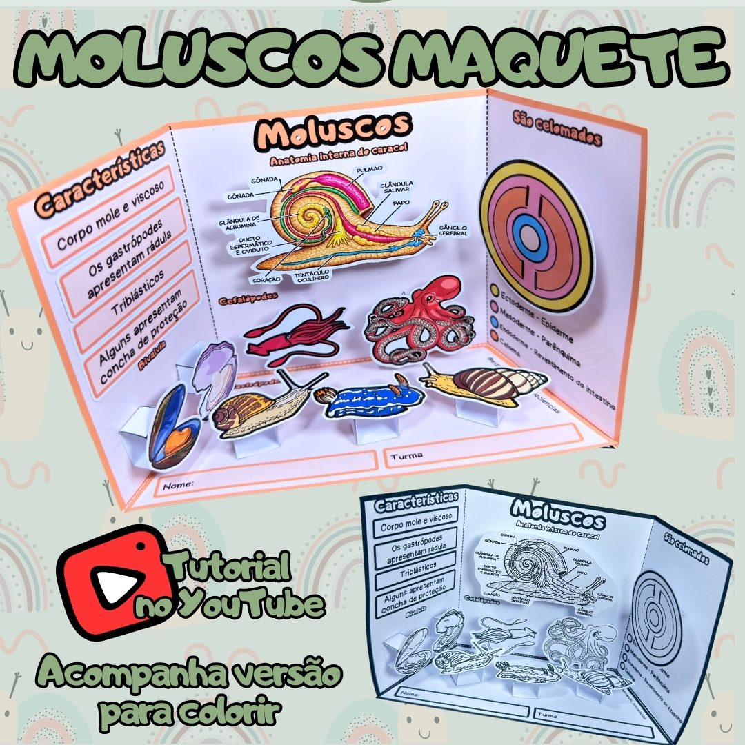 295-Moluscos maquete