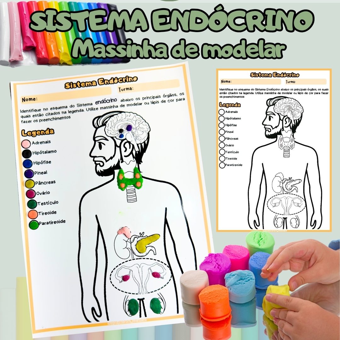 300-Sistema endócrino massinha de modelar