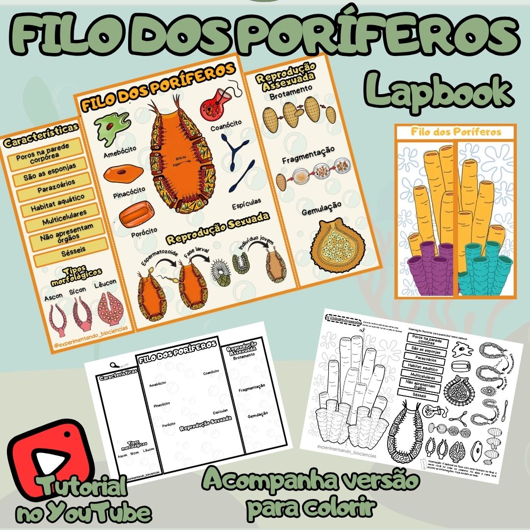 307-Filo dos Poríferos lapbook