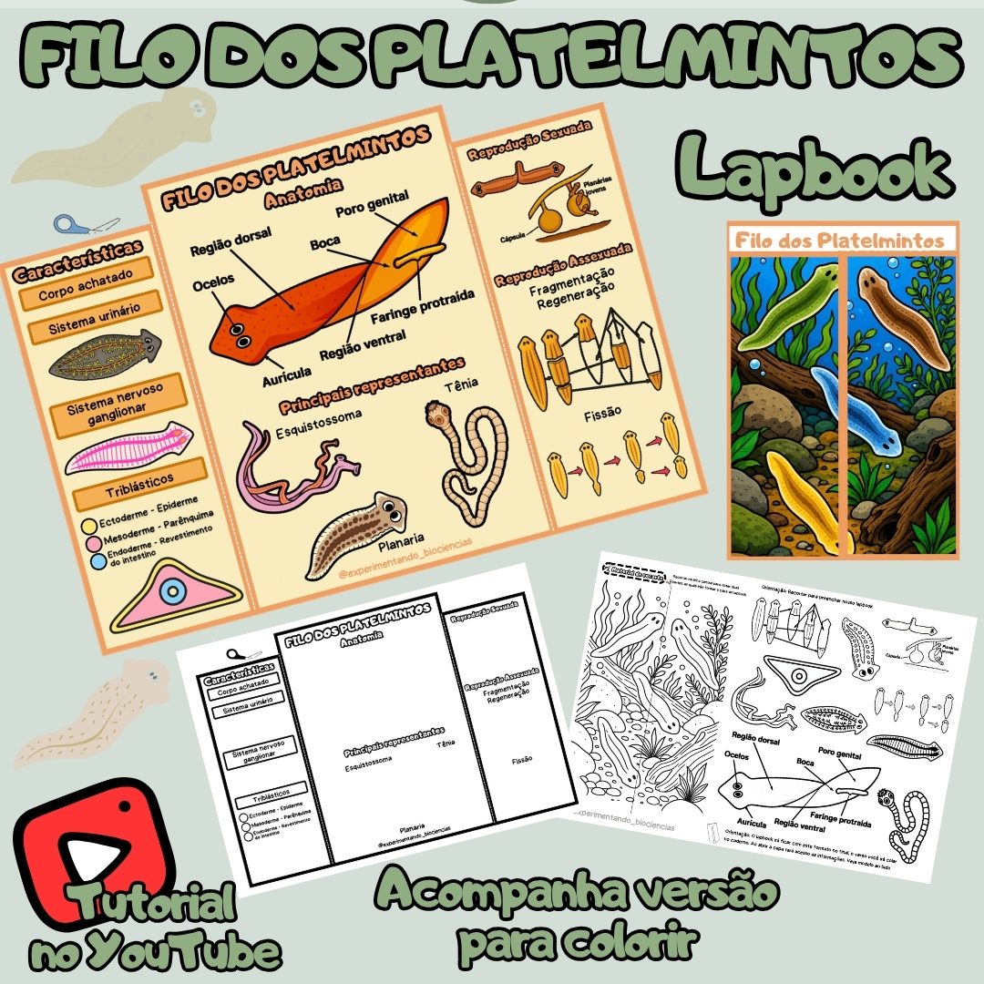 316-PLatelmintos lapbook