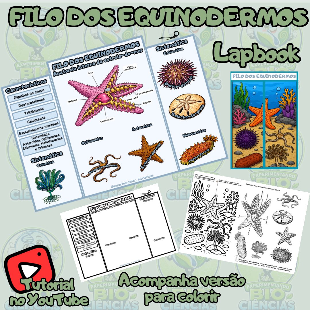 331-Lapbook Equinodermos