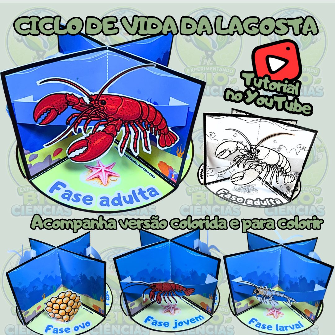 344-Ciclo de vida da lagosta maquete