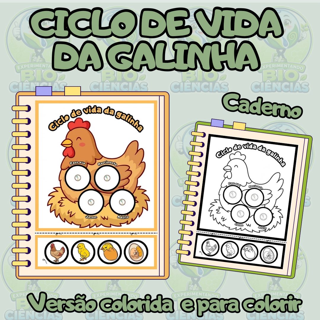338-Ciclo de vida da galinha no caderno